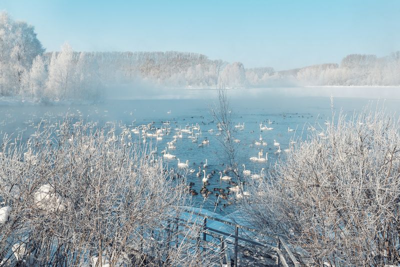 Лебединое озеро фото превью