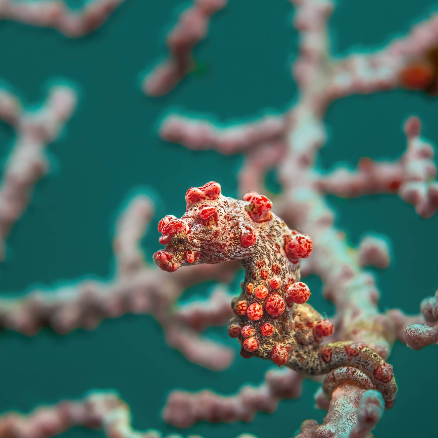 морской конек, pygmy seahorse, hippocampus bargibanti, индонезия, лембе, indonesia, lembeh, Сергей Булгаков
