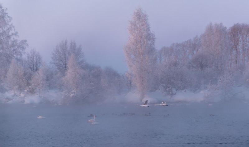 Гуси-лебеди фото превью