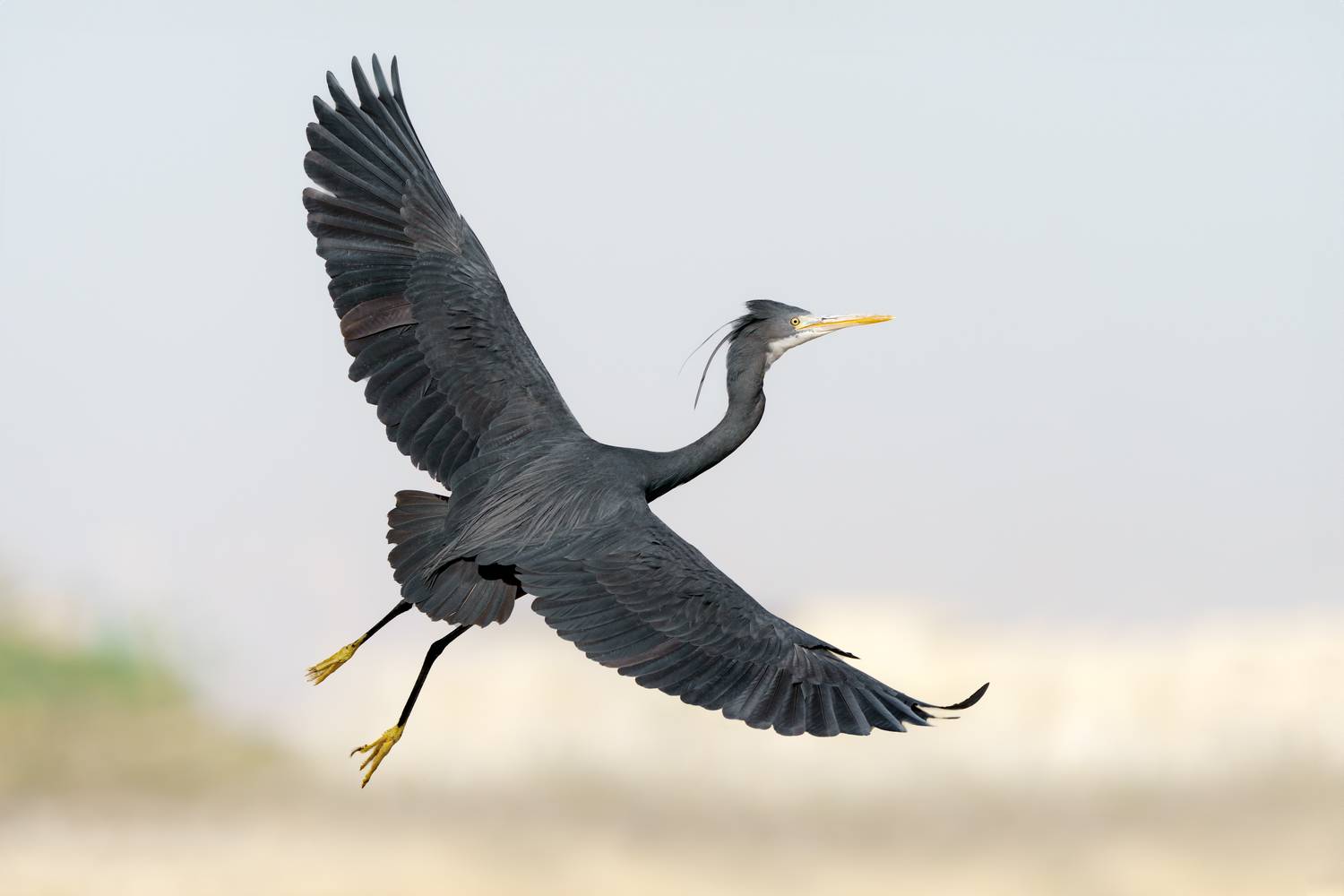 птица, фотоохота, цапля, природа, фауна, Kulikov Vladimir