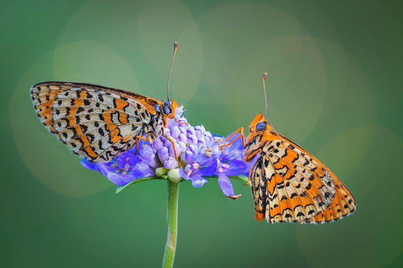 *** фото превью