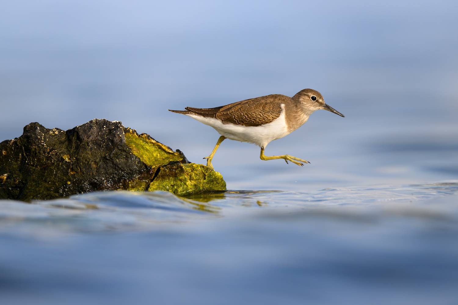 птица, фотоохота, кулик, перевозчик, природа, фауна, Kulikov Vladimir