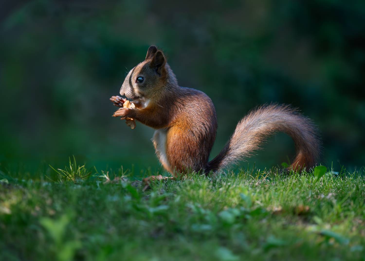 , Курлянцев Алексей