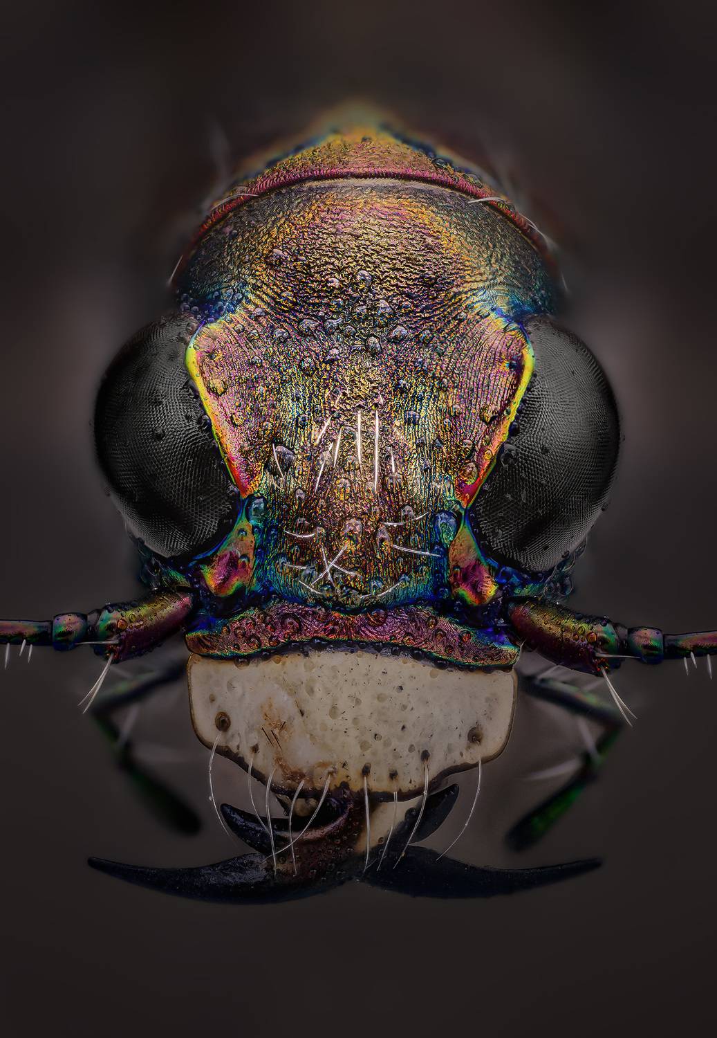 cicindela, hybrida, Kavaliauskas Eugenijus