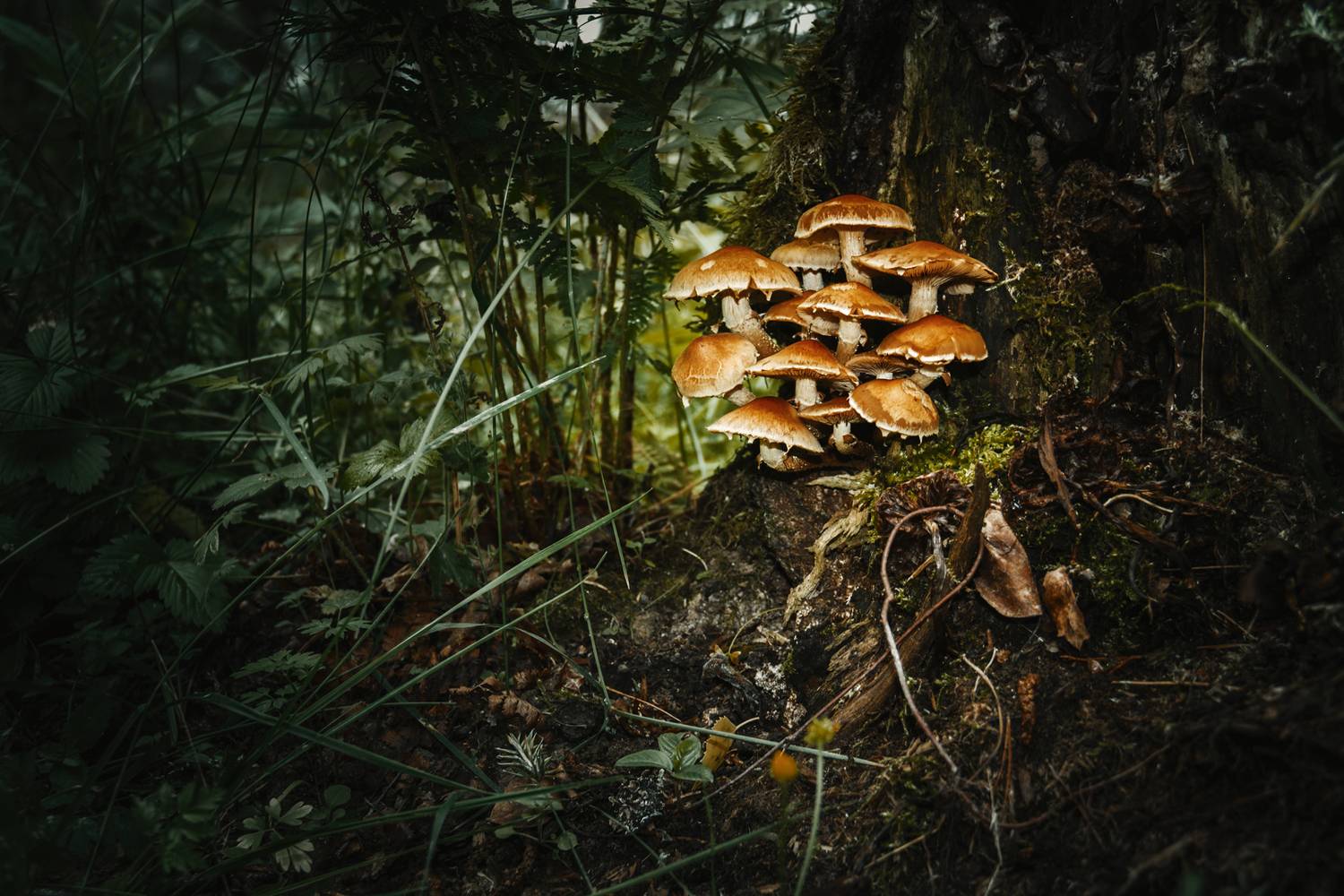 , Шурчков Юрий