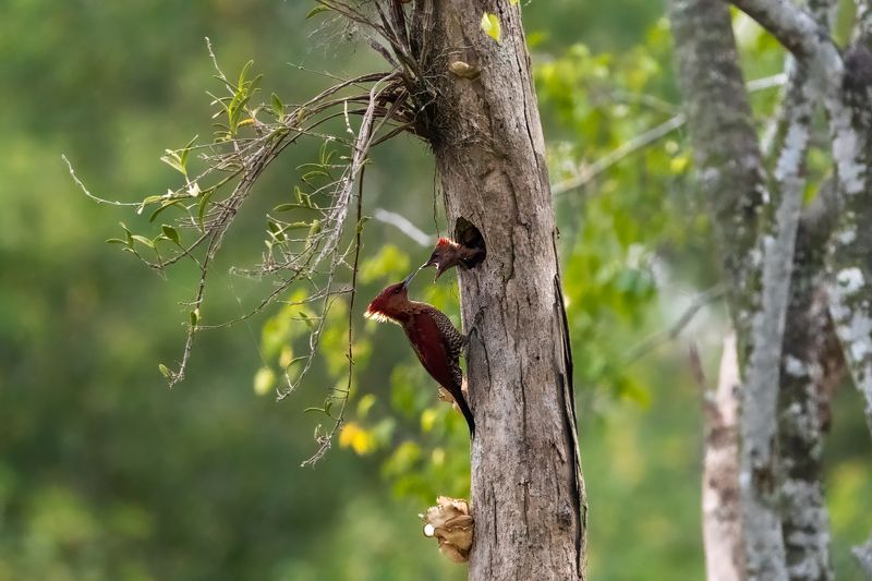 Banded Woodpecker  фото превью