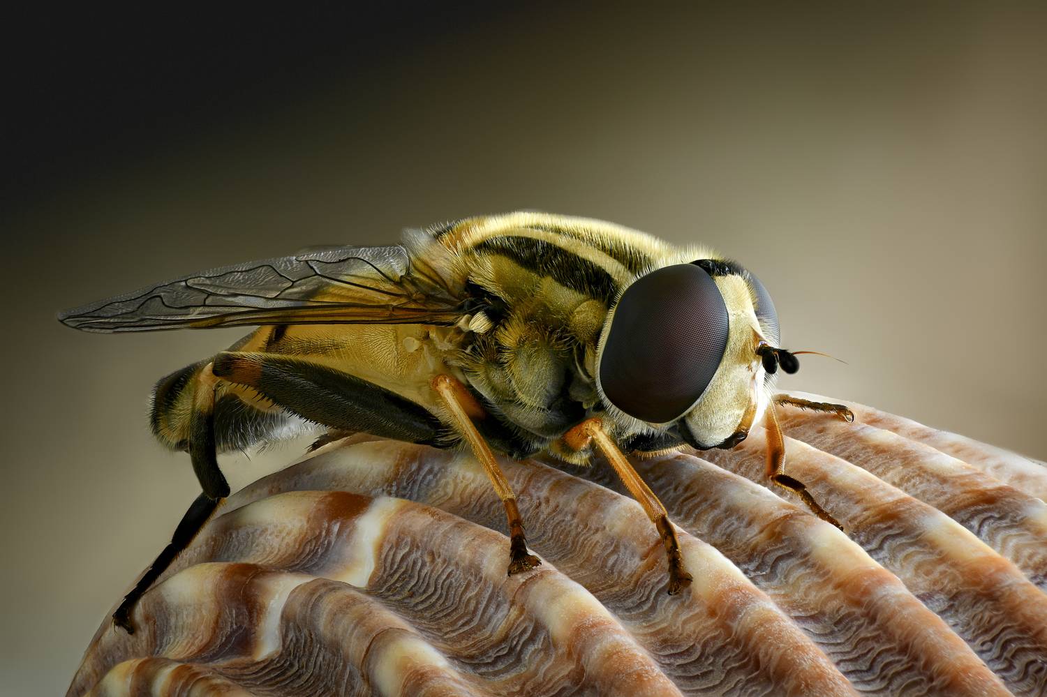 , Антон Финевич