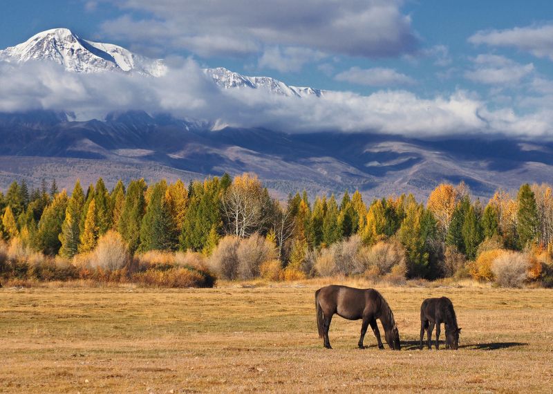 алтай, лошади, горный алтай, курай Алтайский колорит фото превью