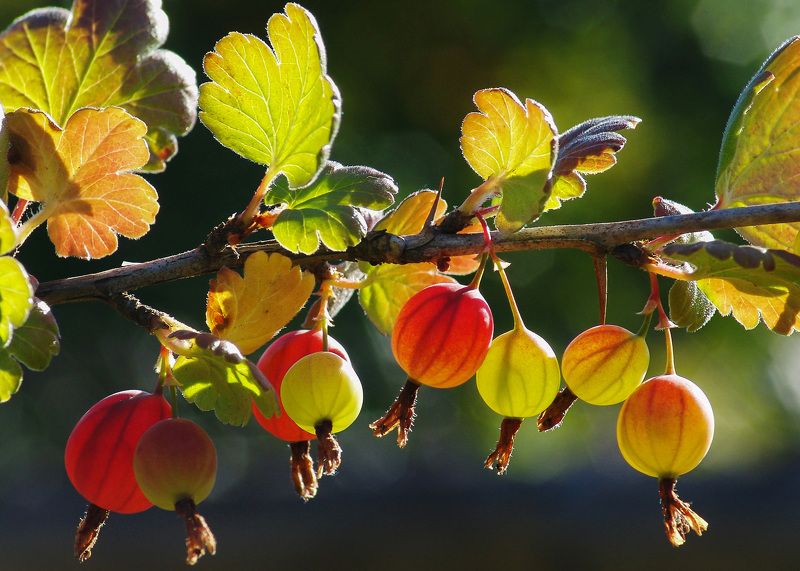 Дачное фото превью