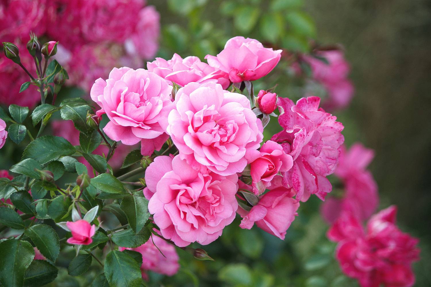 розы, КарОл