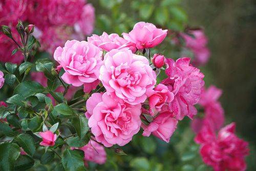 Розовые розы