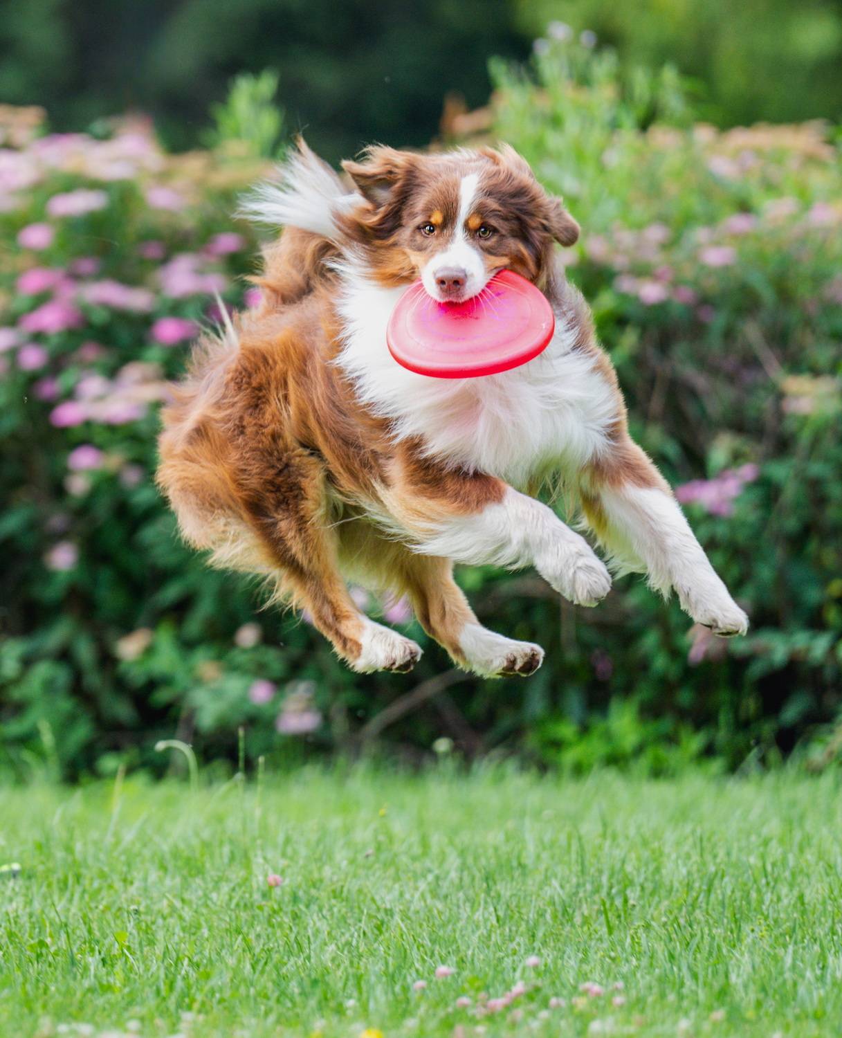 , Дэм Константин