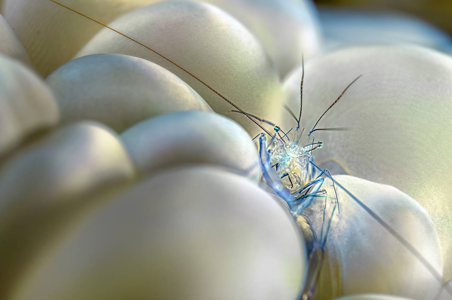 коралловая креветка, vir philippinensis, семейство palaemonidae, индонезия, бунакен, bunaken, indonesia, Сергей Булгаков