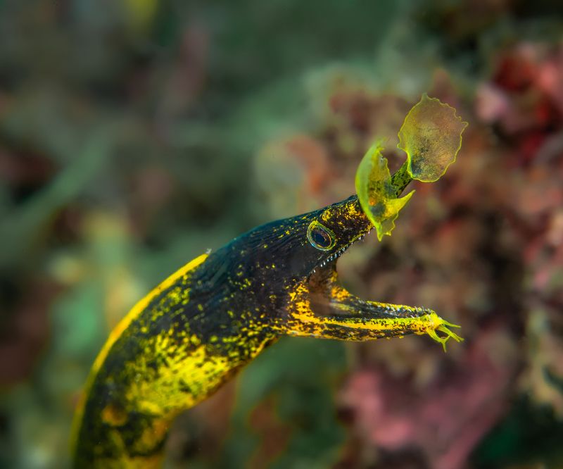 листоносая мурена, ленточный угорь, rhinomuraena quaesita, lembeh, indonesia, индонезия, пролив лембе Листоносая мурена фото превью