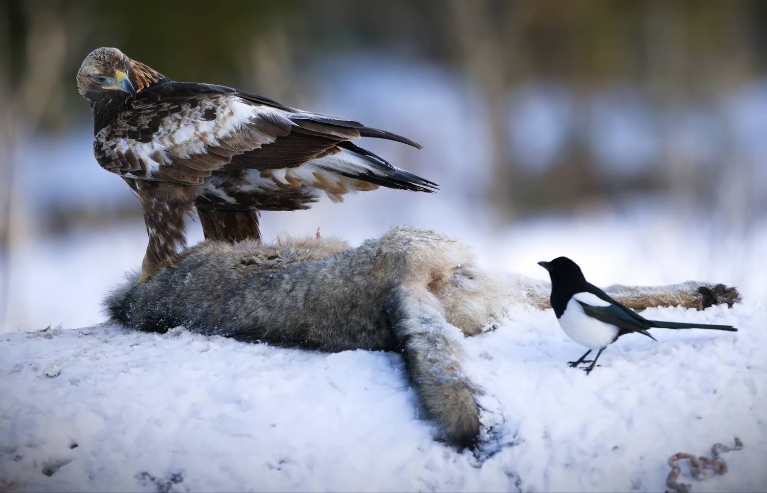 , Александр Перов