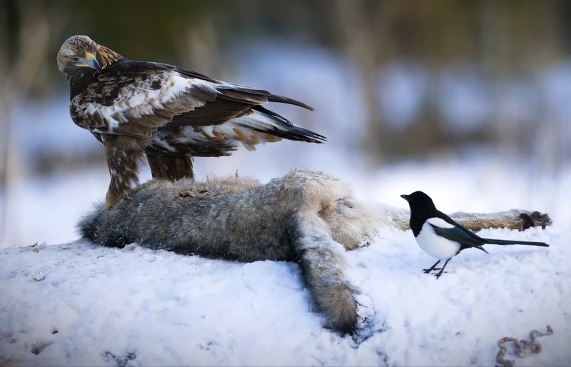 Ну оставь хоть маленький кусочек! фото превью