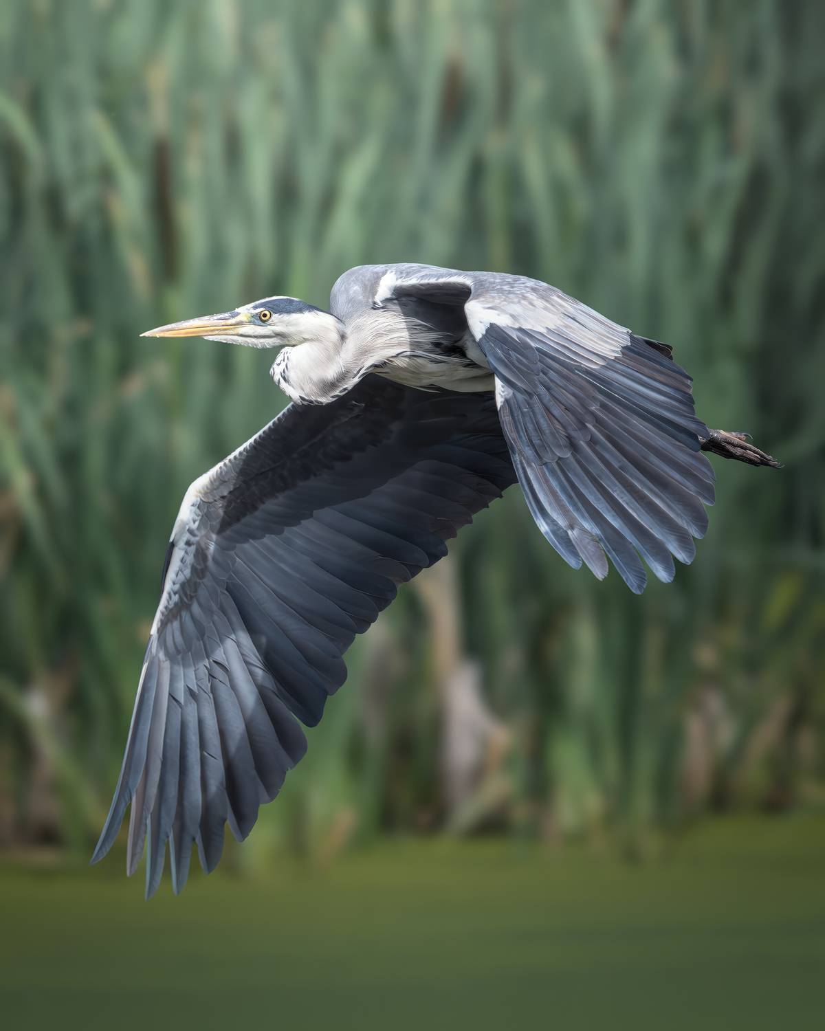 , Поляков Михаил