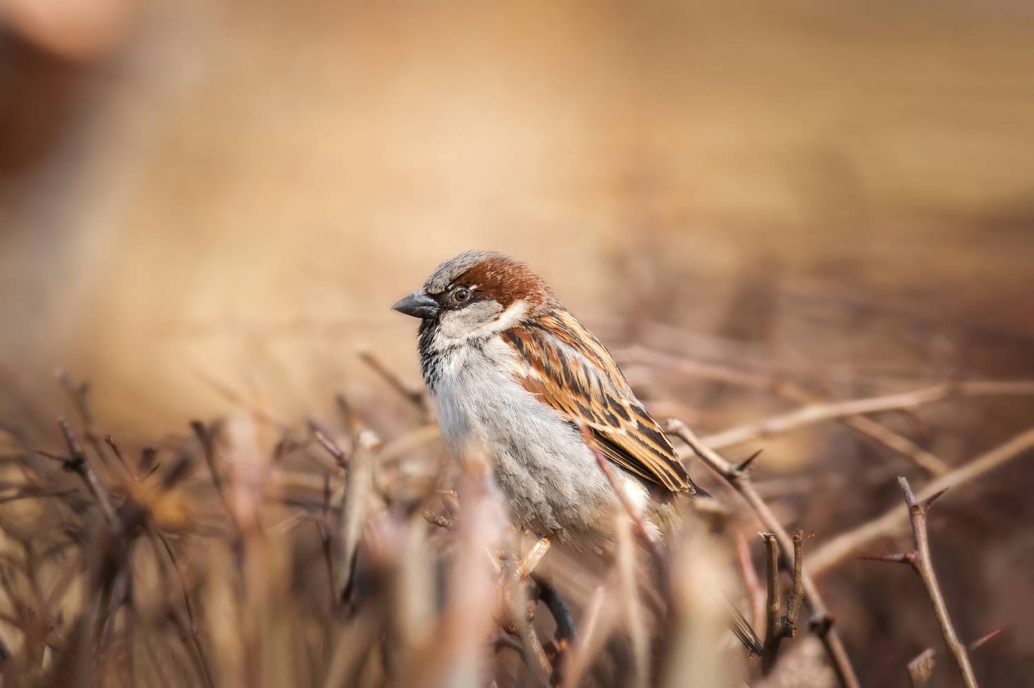 animal; wildlife; bird; nature; sparrow; wild; background; brown; songbird; beak, Корнеев Алексей