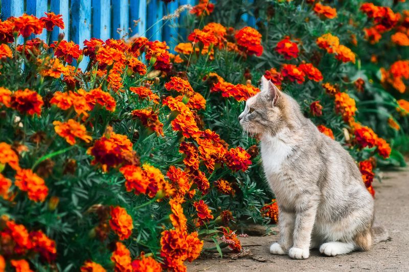 Кошка в цветах фото превью