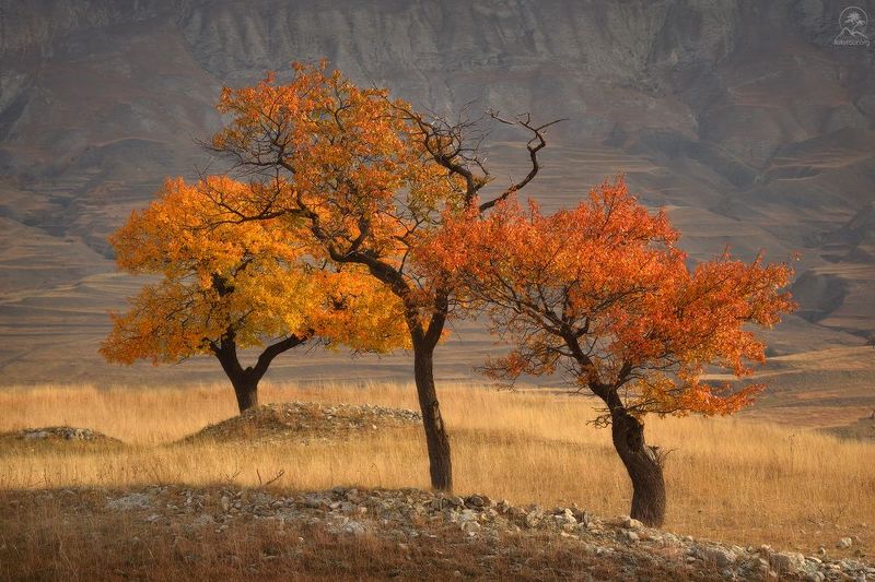дагестан, горы, деревья, осень, террасы, фототур в дагестан Трио фото превью