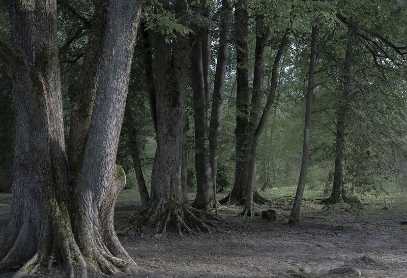 ...там чудеса, там леший бродит! фото превью