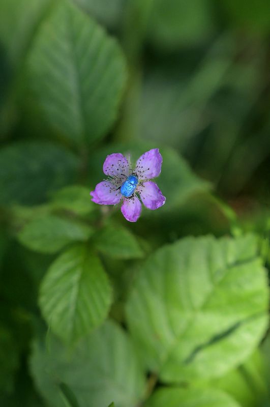 Hoplie bleue фото превью