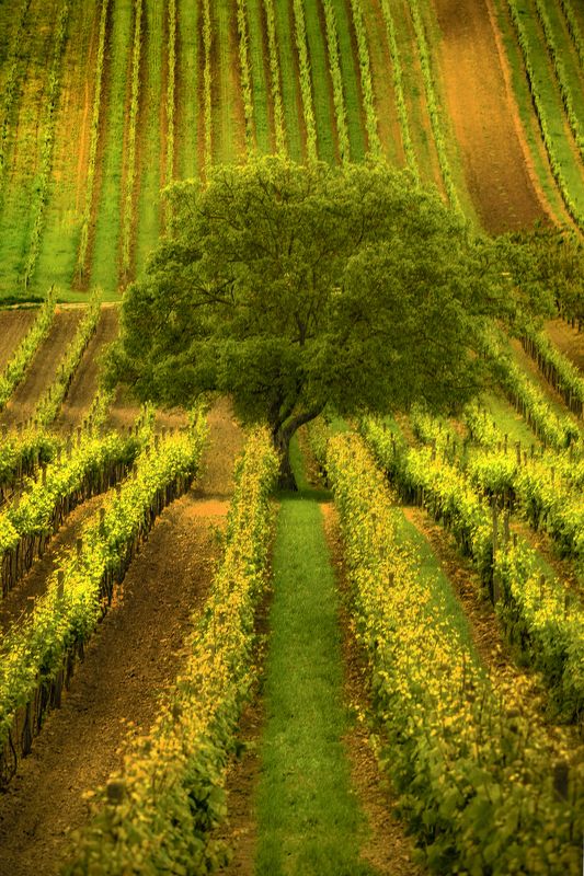 vertical, vineyard, moravia nature, agricultural, field, landscape, rural, tree, green-color, plant, hill Čejkovice фото превью