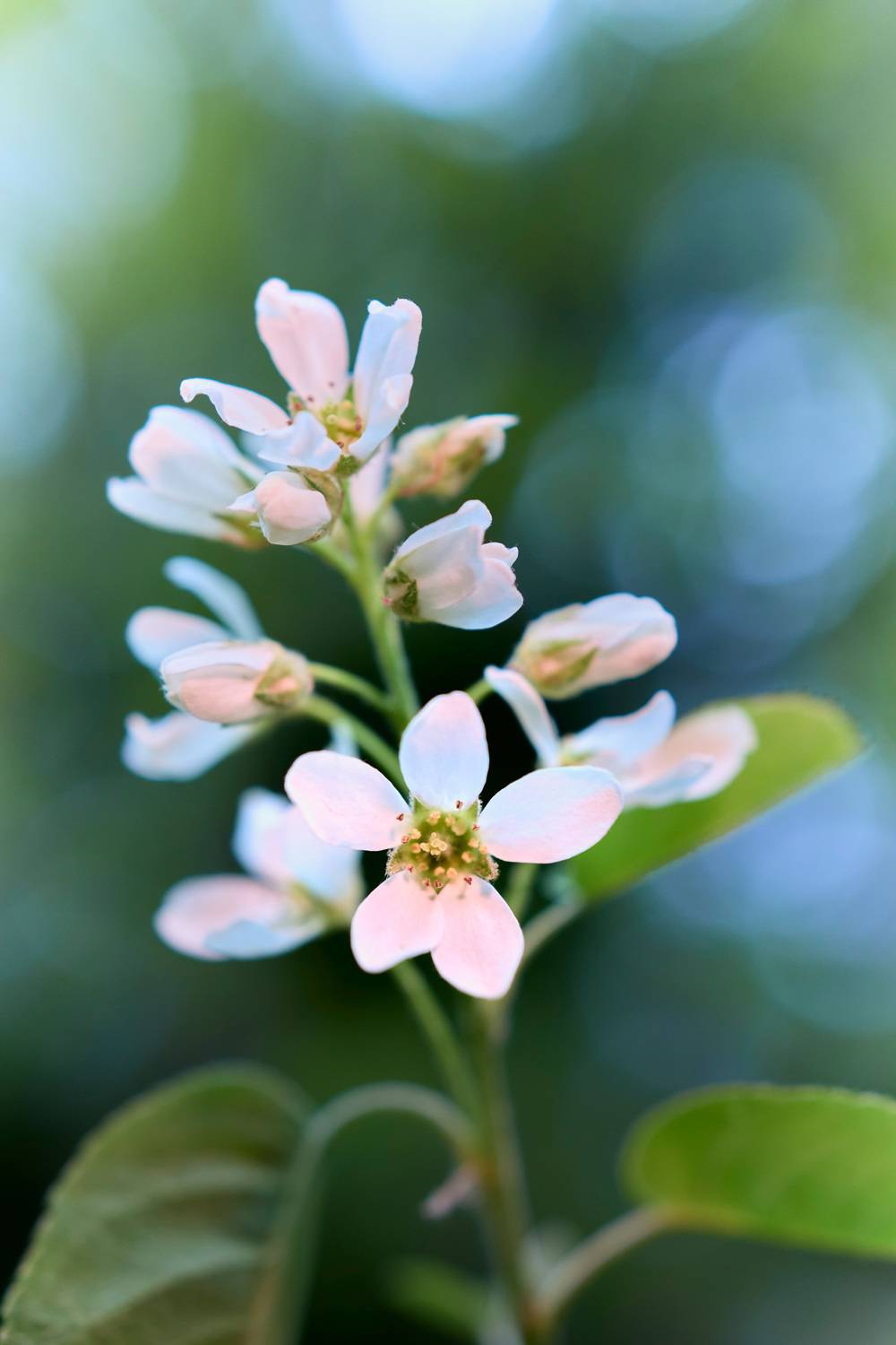 цветы, Валерий Вождаев