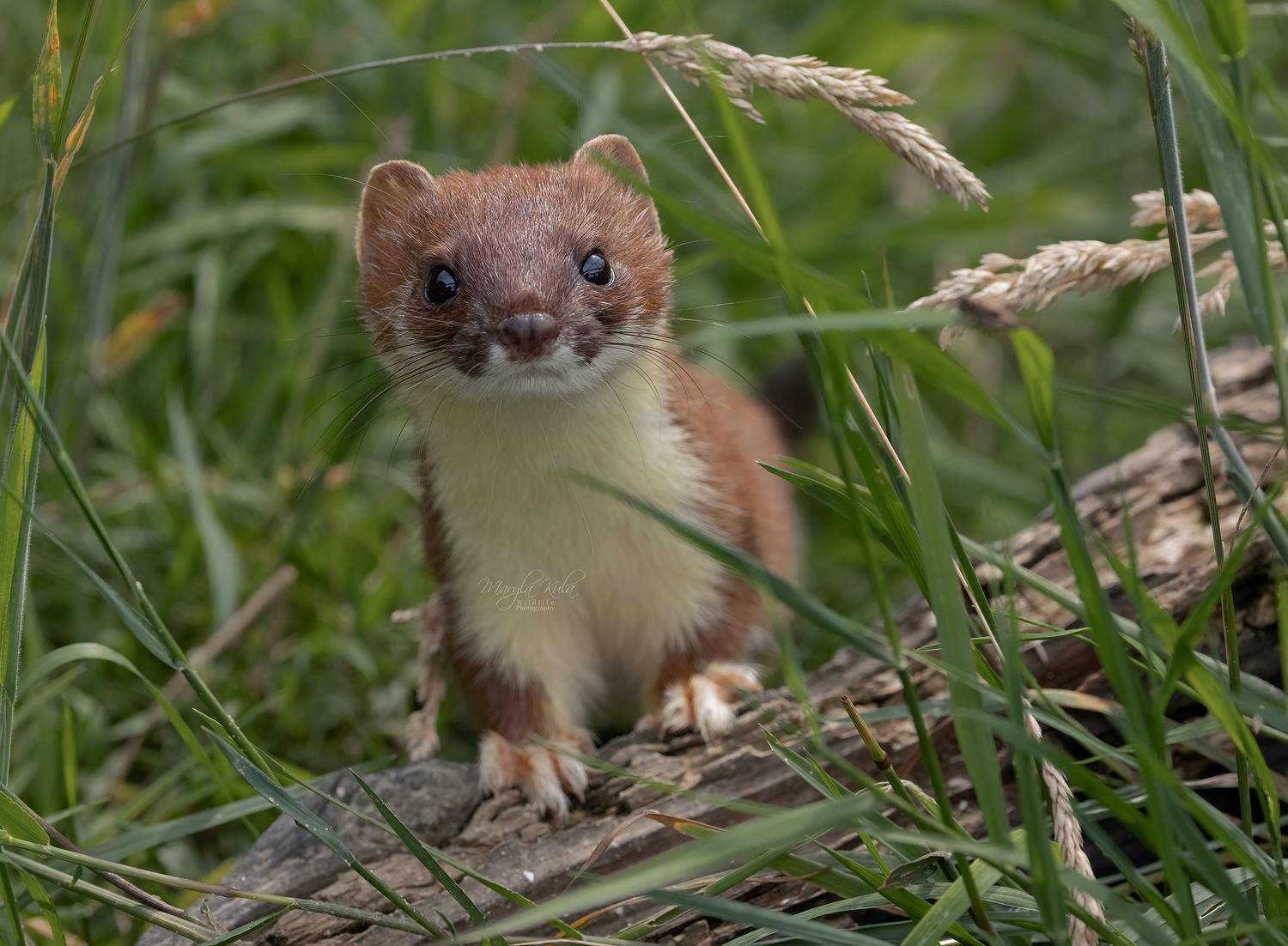 stoat, animals, nature, wildlife, canon, MARIA KULA