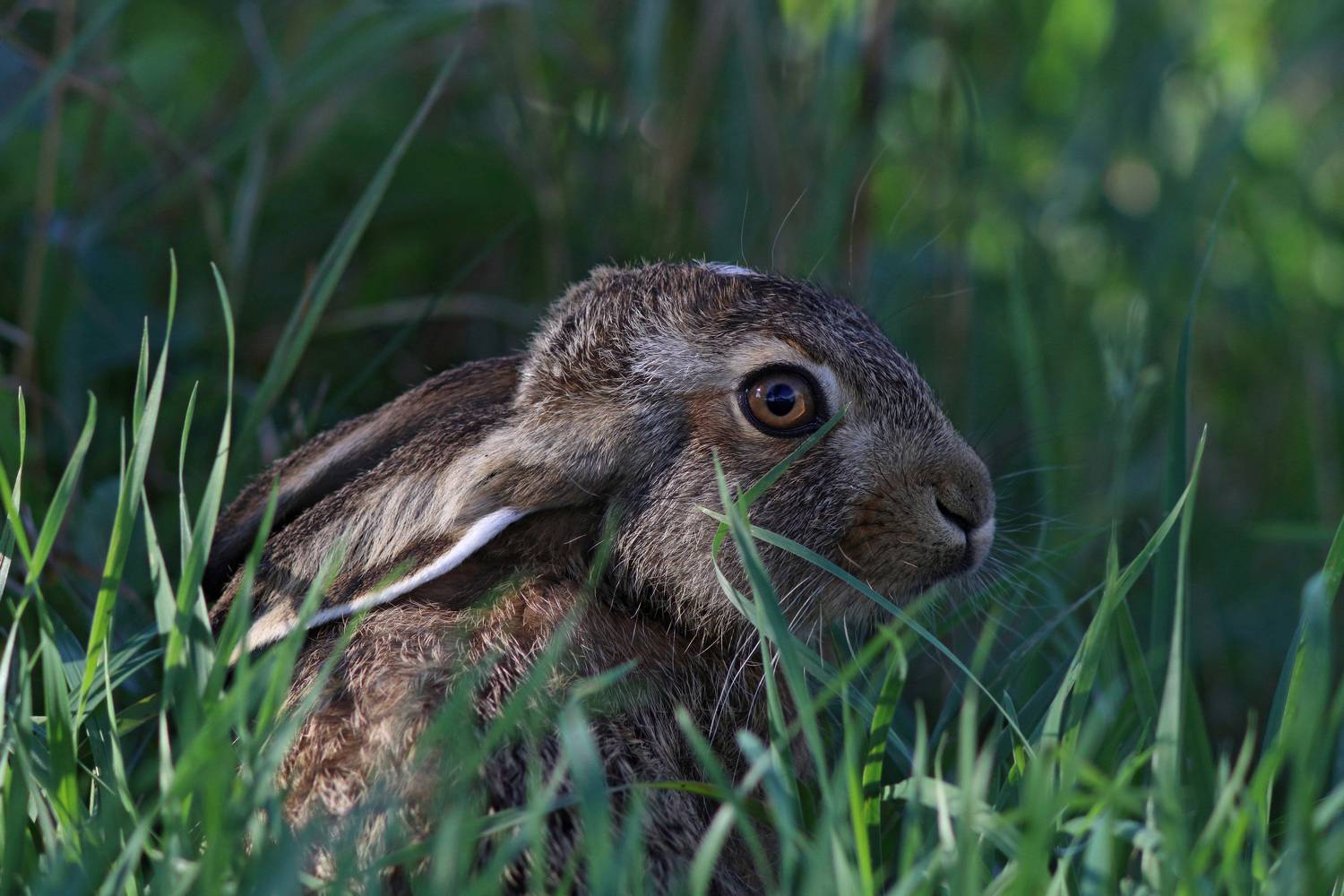 заяц-русак, заяц, lepus europaeus, european hare, hare, Бондаренко Георгий