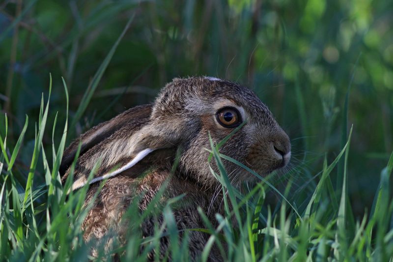 заяц-русак, заяц, lepus europaeus, european hare, hare Зайчонок фото превью