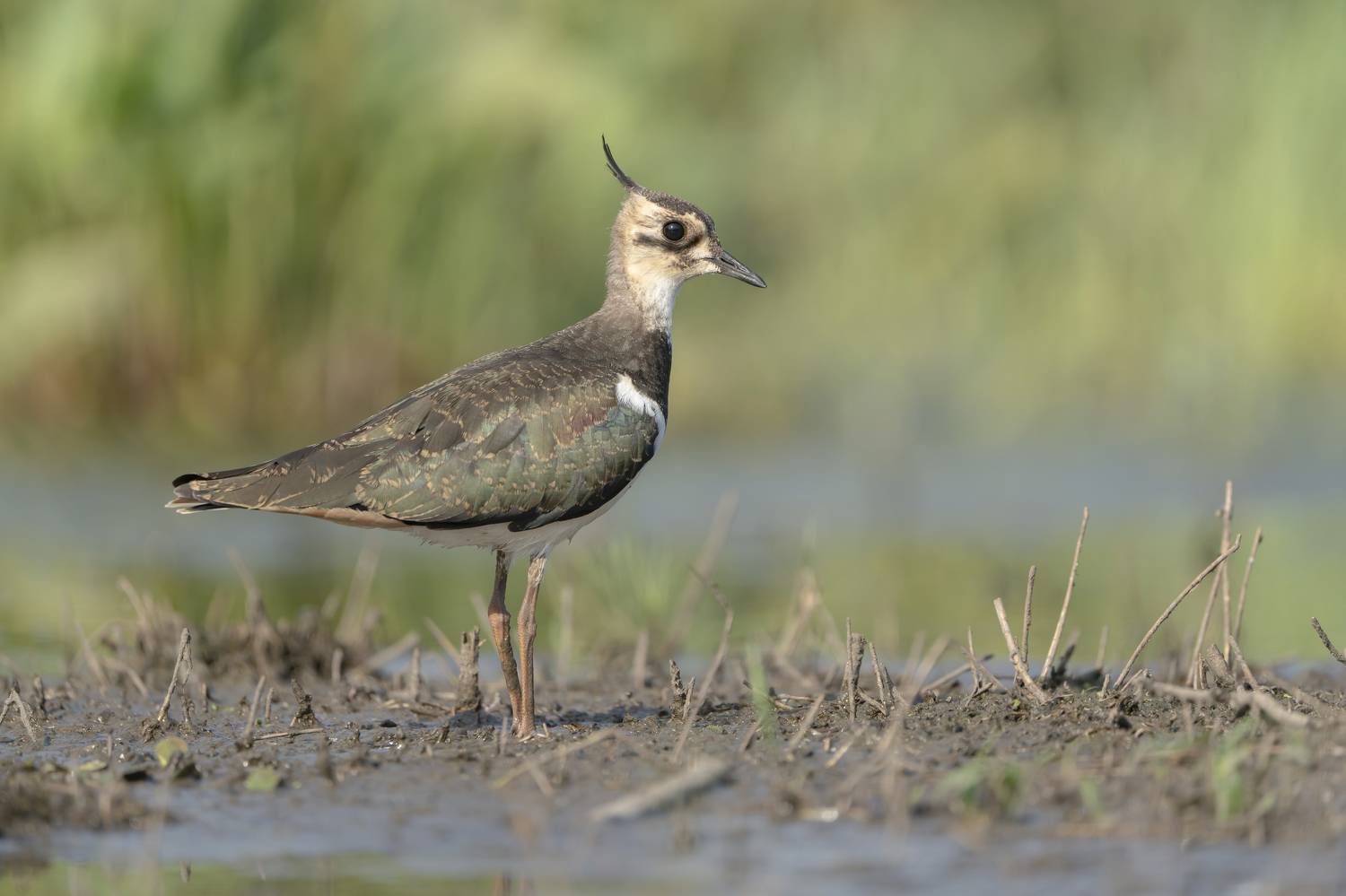 птицы,природа, лето, Андрей Киселёв