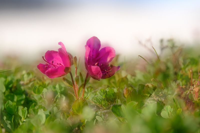 Kamchatka Rhododendron фото превью