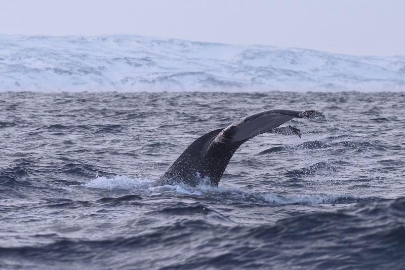 #кит Кит фото превью