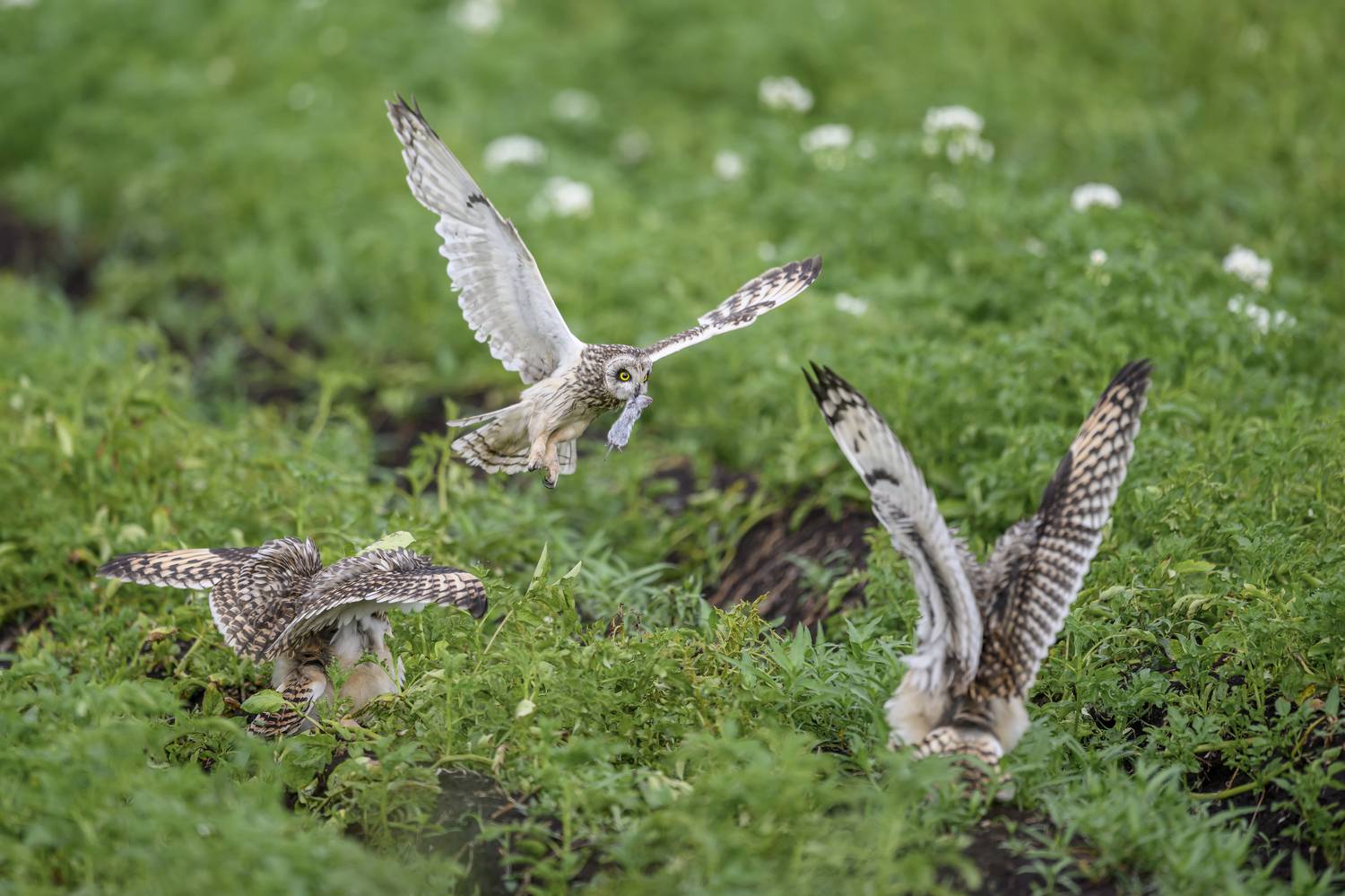 , Пупонин Сергей