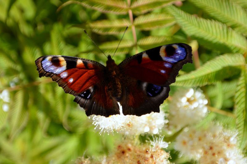 Бабочка фото превью