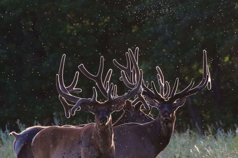 Марал, животные, Сенгилеевские горы, Софронов Евгений, фото животные, Алтайский марал, Несущие свет  фото превью