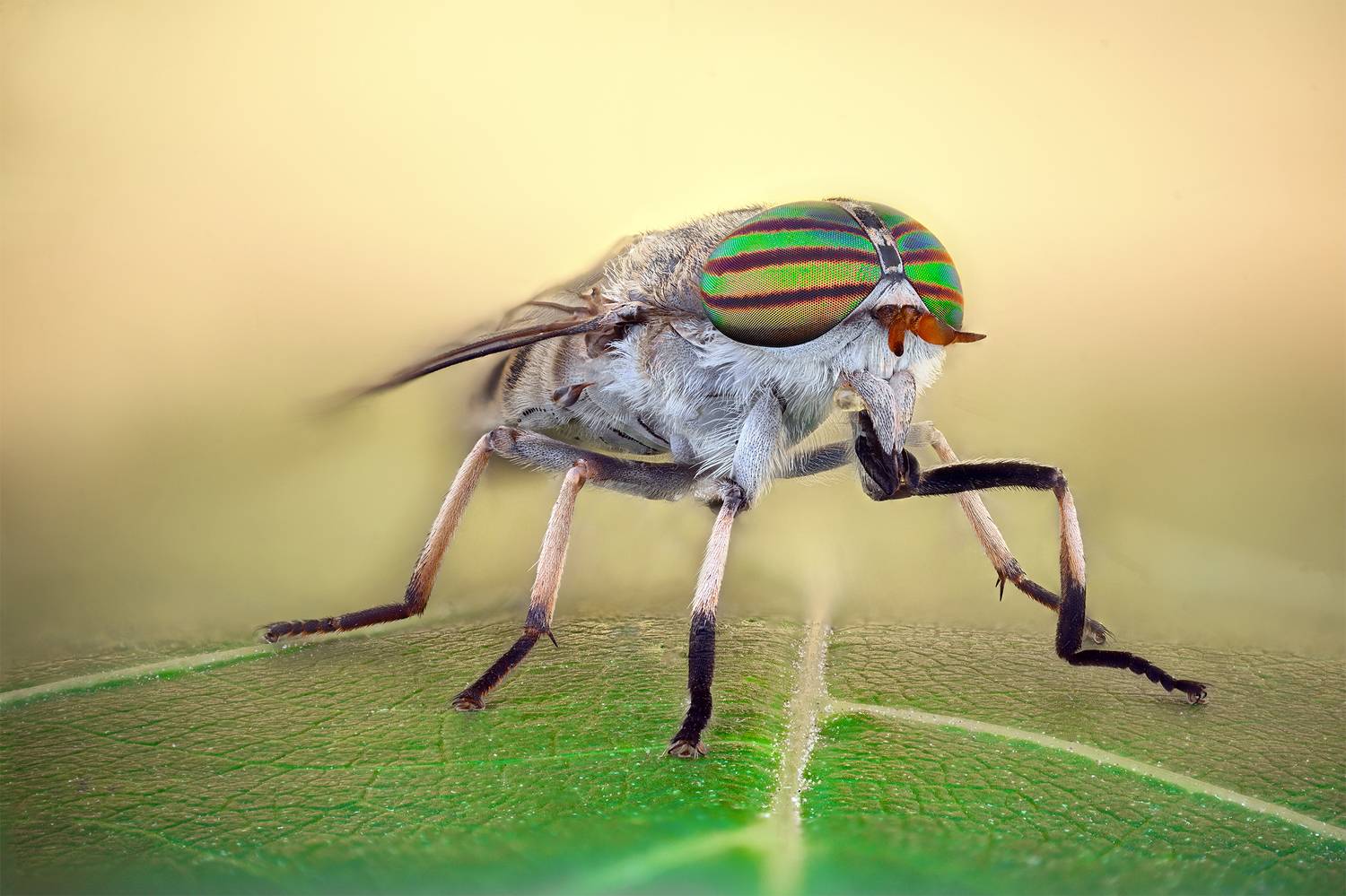 ceclii, macro, Цветан Ганев