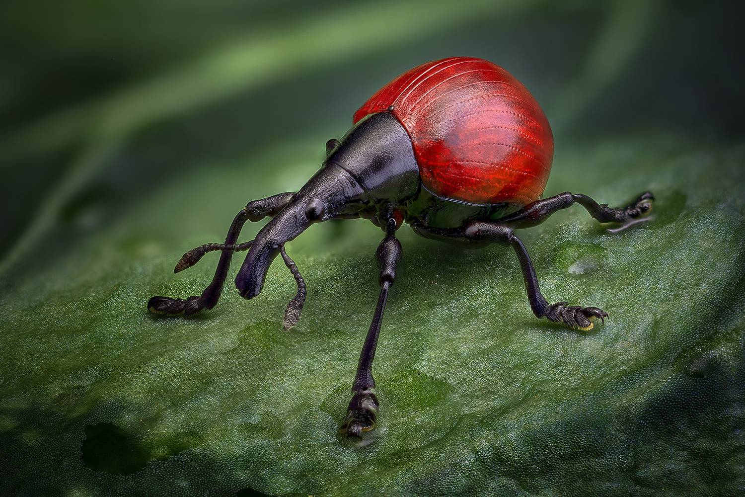 cybebus, dimidiatus, Kavaliauskas Eugenijus