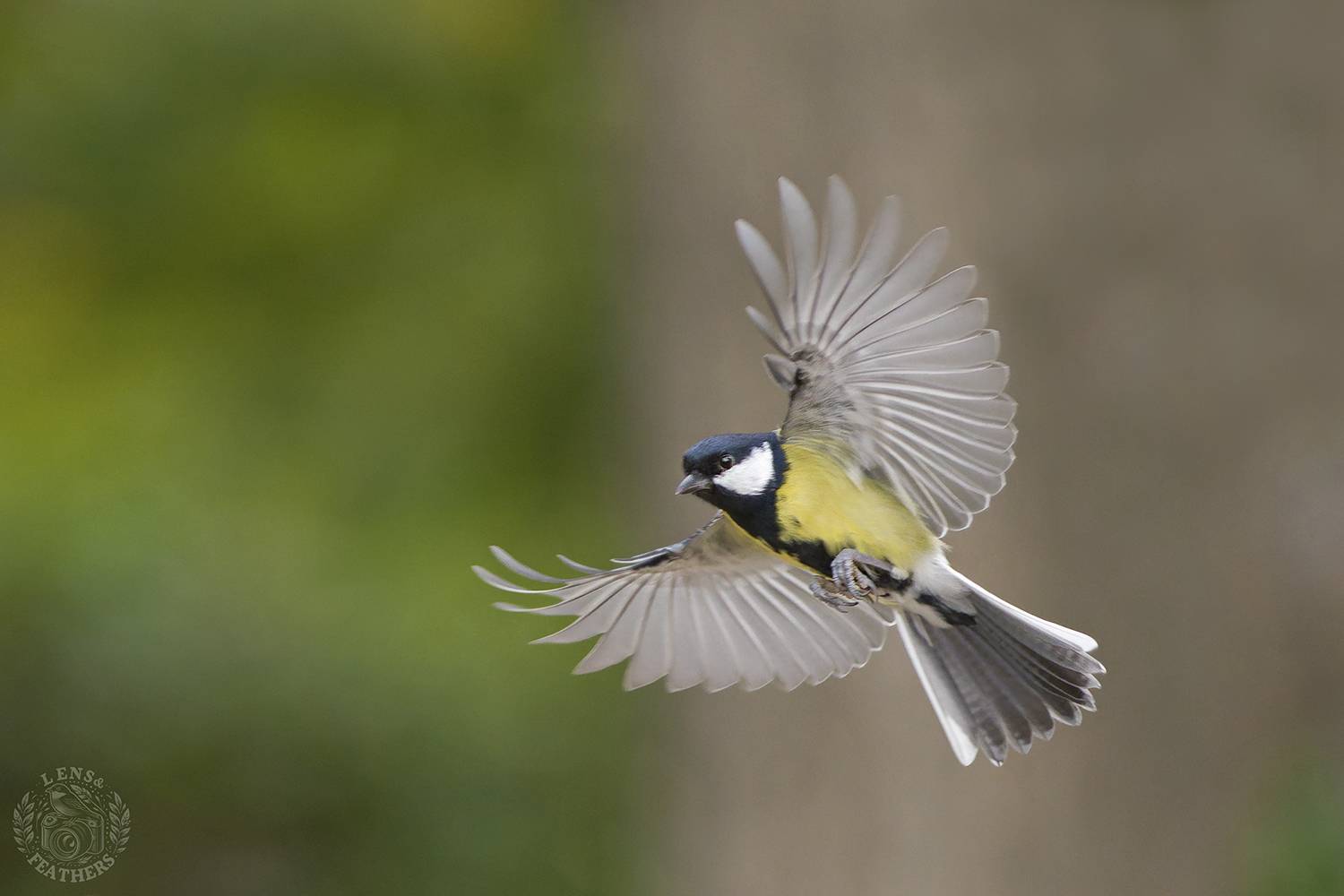 , Евгени Стефанов