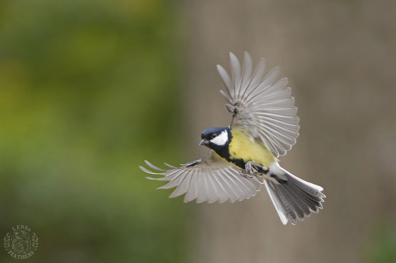 Большая синица - Lens and Feathers фото превью