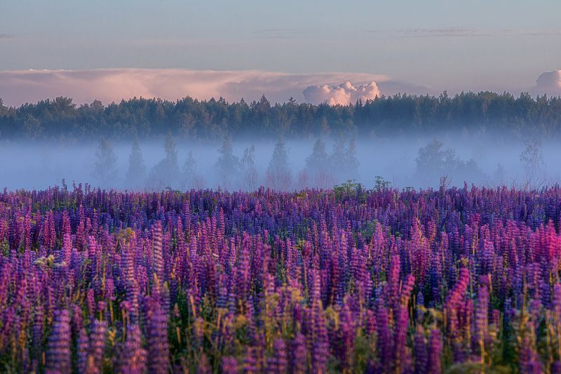 Утро у зачарованного леса. фото превью