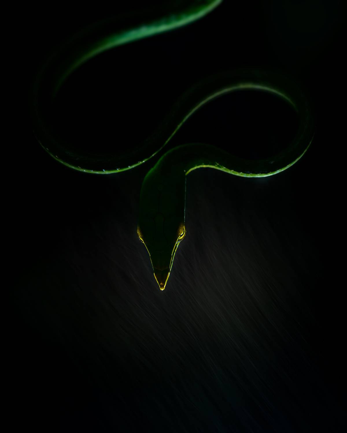 #wildlifephotography #westernghats #snake #vine , Abhisek Bagaria