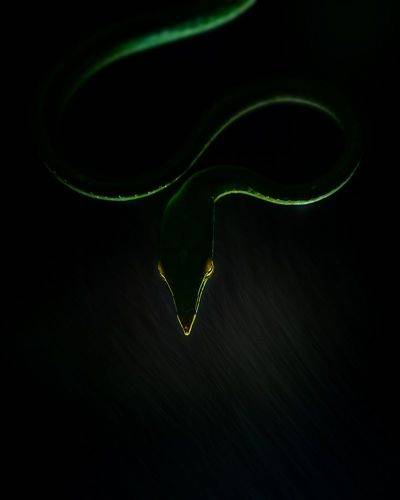 Another perspective of Vine snake. Rain and light can create some magical moments