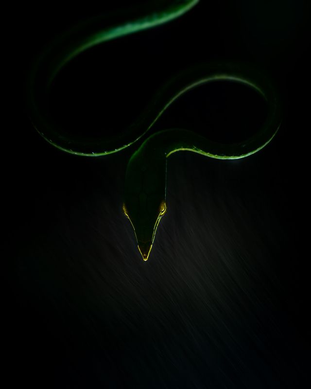 Another perspective of Vine snake. Rain and light can create some magical moments фото превью