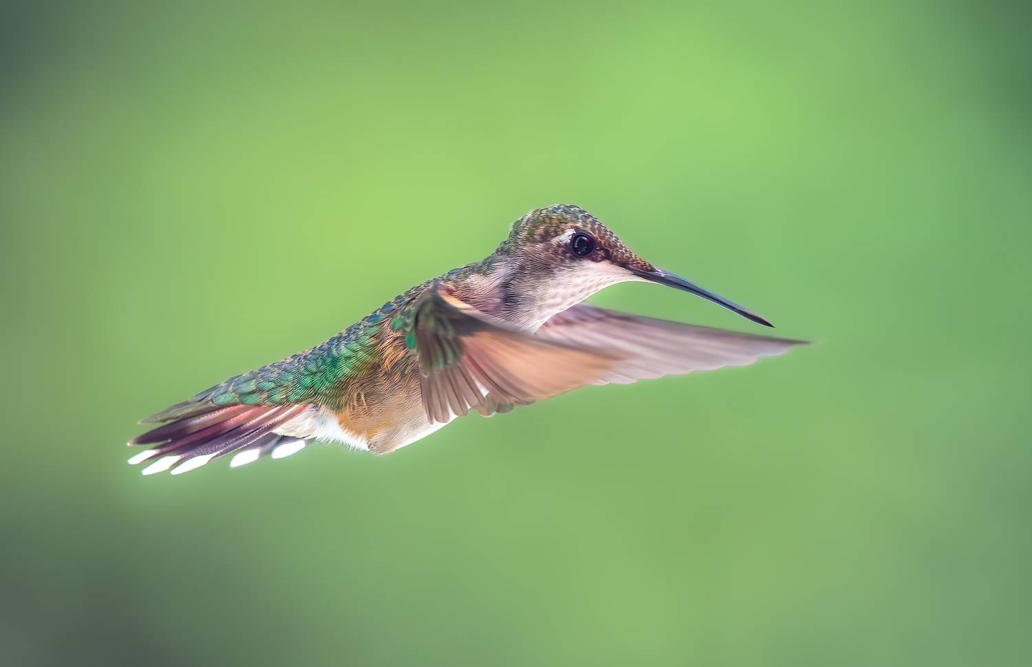 bird, humming, hummingbird, hummingbirds, hummer, rufous, nature, animals, wild, action, dynamic, Atul Saluja