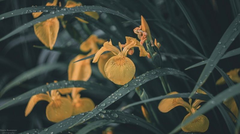 *** фото превью