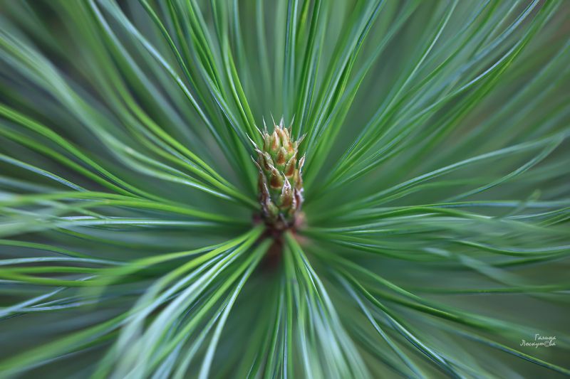 кедр, хвоя, иголки, почка кедра, зеленый Зеленая магия кедра фото превью