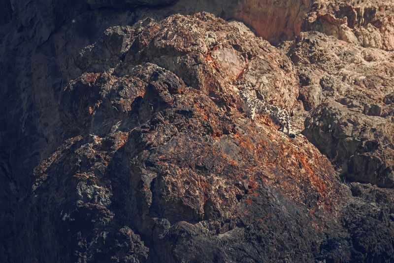 Wildlife фото превью