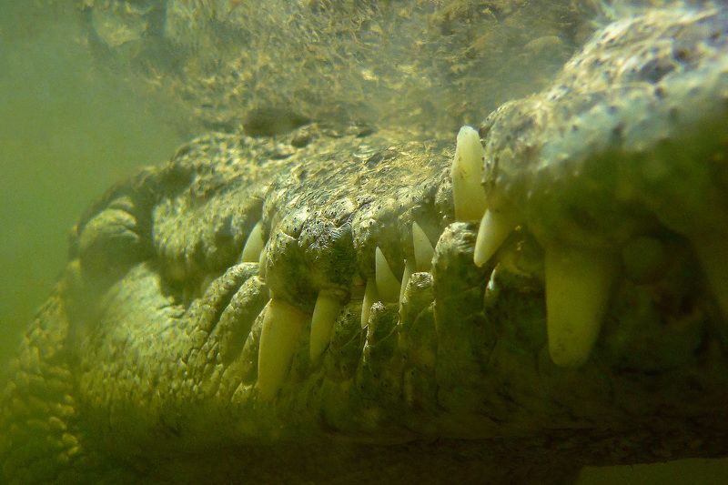 Гена фото превью